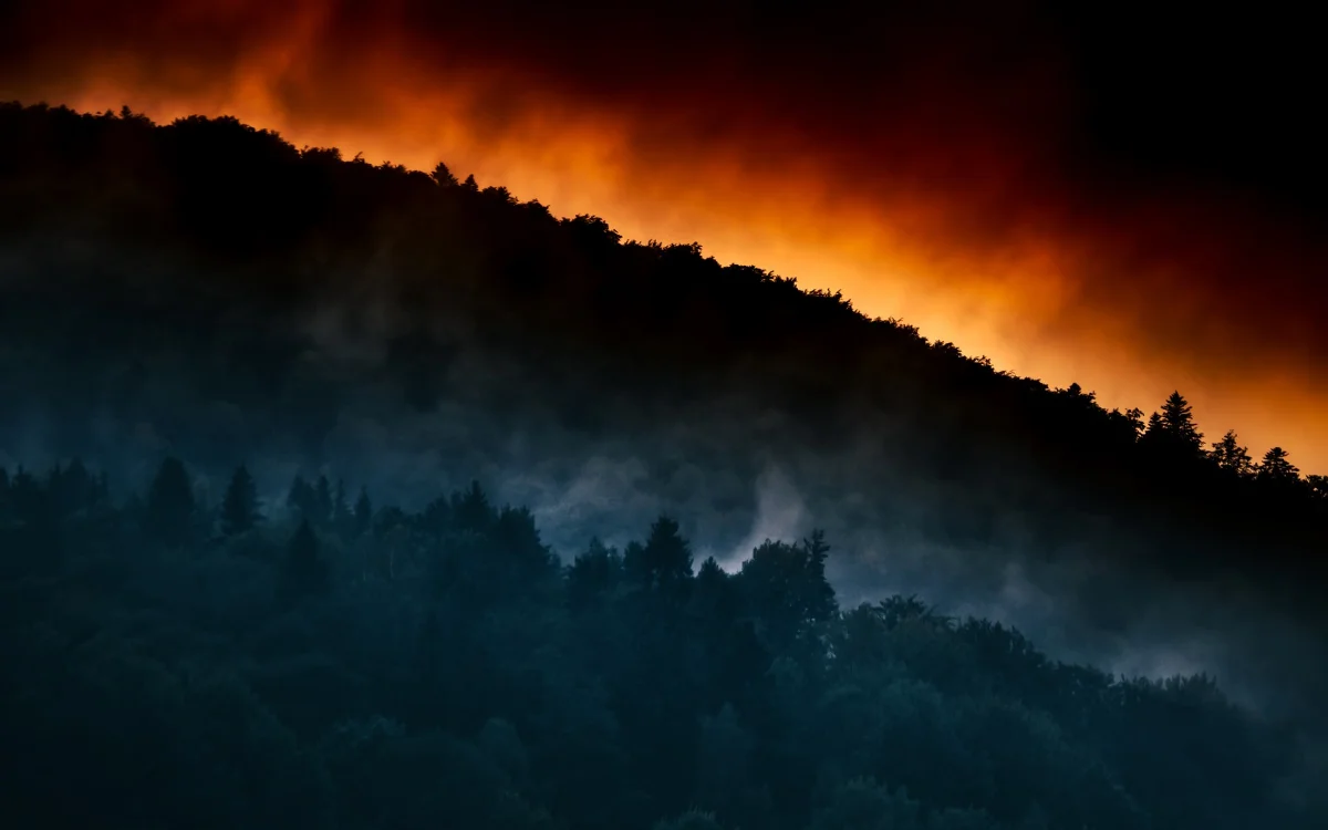 Decay & Forest Fires